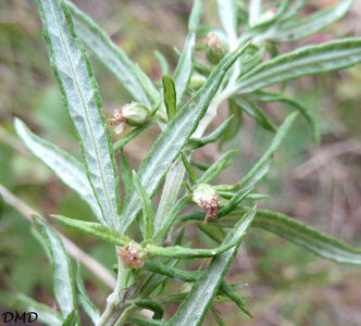 Artemisia vulgaris - armoise commune