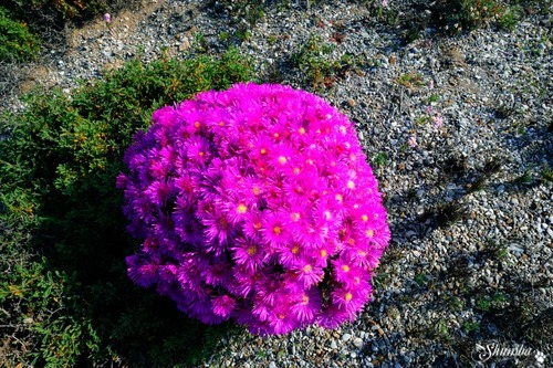 Namaqua flower bloom