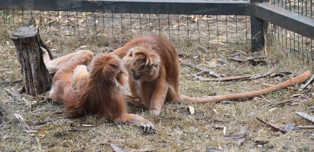 Epouillage-papouillage entre langurs de java, au zoo de La Teste...