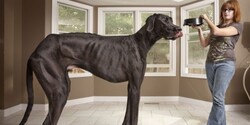 Le plus grand chien du monde!