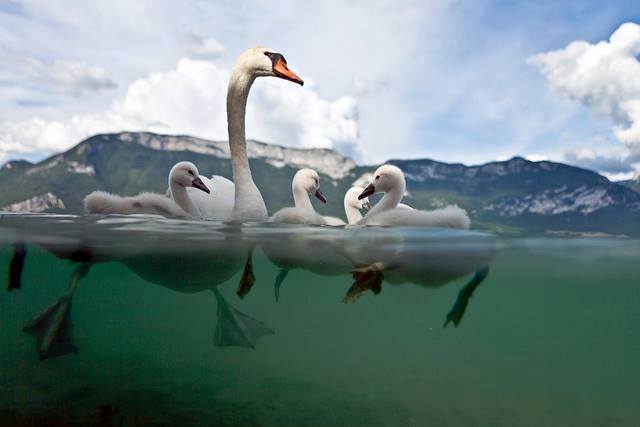 CANARDS  ou  CYGNES  ou  OIES  4