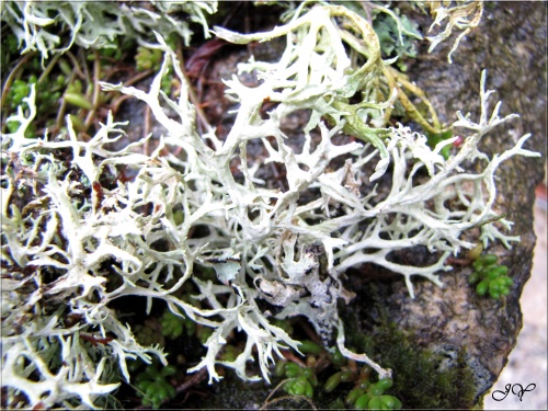 Lichen fruticuleux.