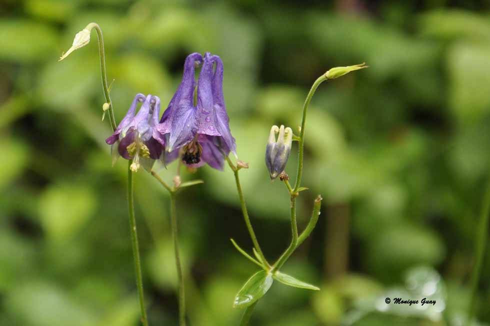 Quelques fleurs rencontrées en Haute-Savoie