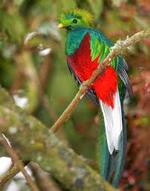 LE QUETZAL