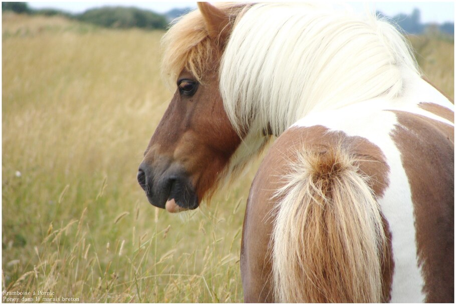 Poney dans le marais breton 