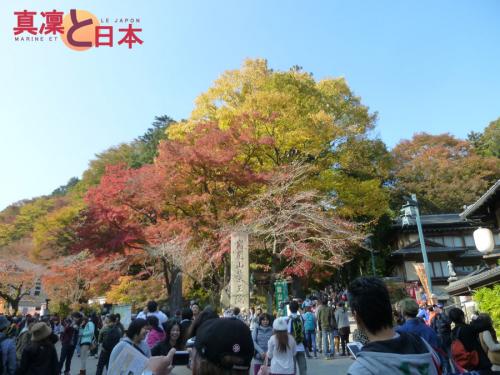 Les arbres d'automne ♥