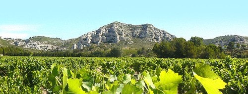                                     ** LES VIGNOBLES DE PROVENCE **