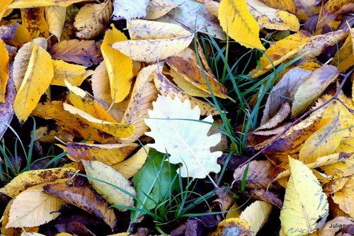 Des feuilles au sol !