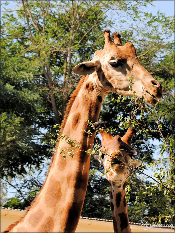 Photos des Girafes du Zoo de la Flèche (Sarthe)