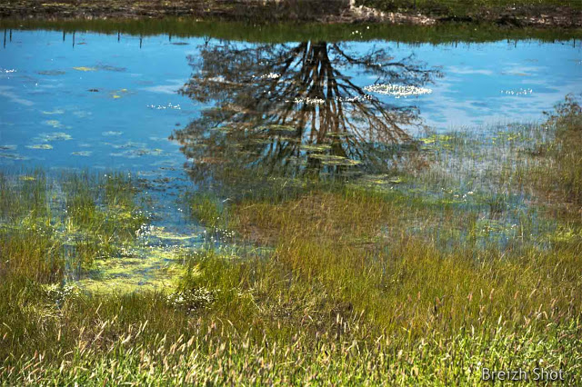 reflets sur l'étang de Trévarez