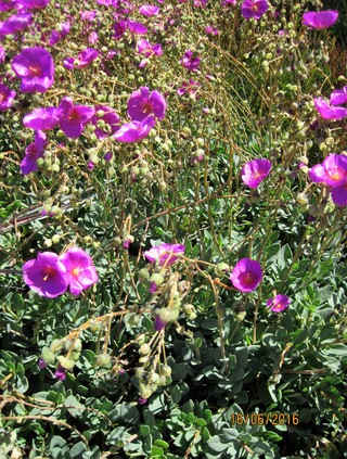 Cistanthe grandiflora 'Jazz Time' (Portulacaceae) - Chili