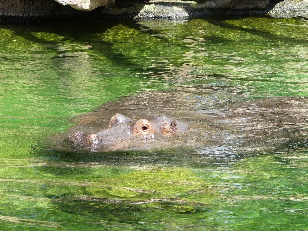 Les hippopotames du zoo de Beauval...