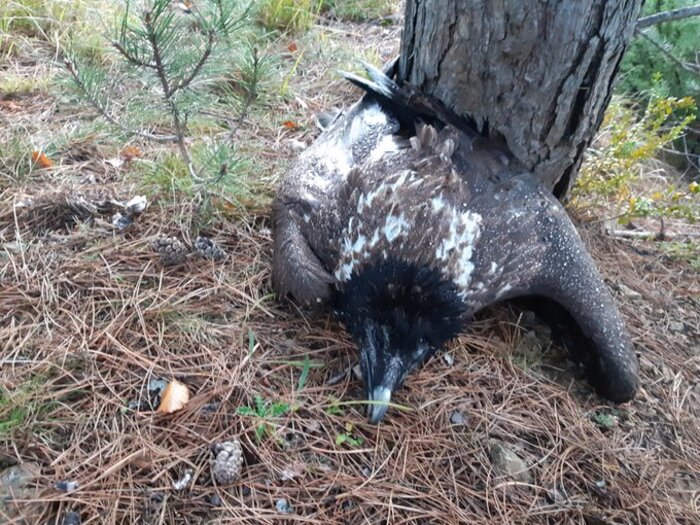 Lozère : Un gyapète barbu protégé retrouvé mort criblé de plombs