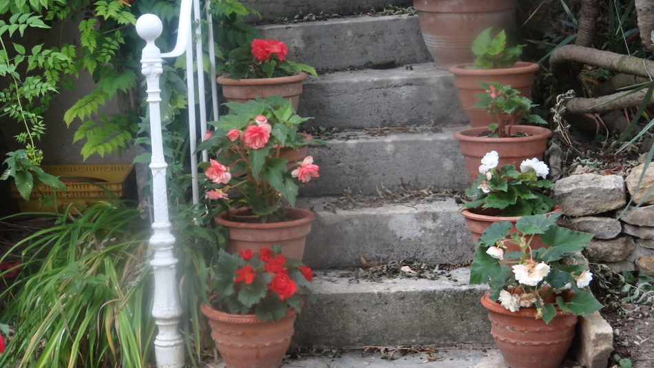 Je suis une "Fan" des Bégonias Tubéreux