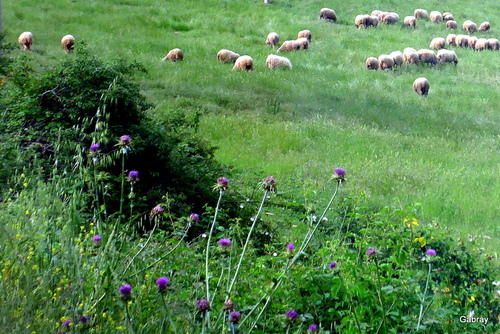 Les Pouilles : brebis dans le paysage...