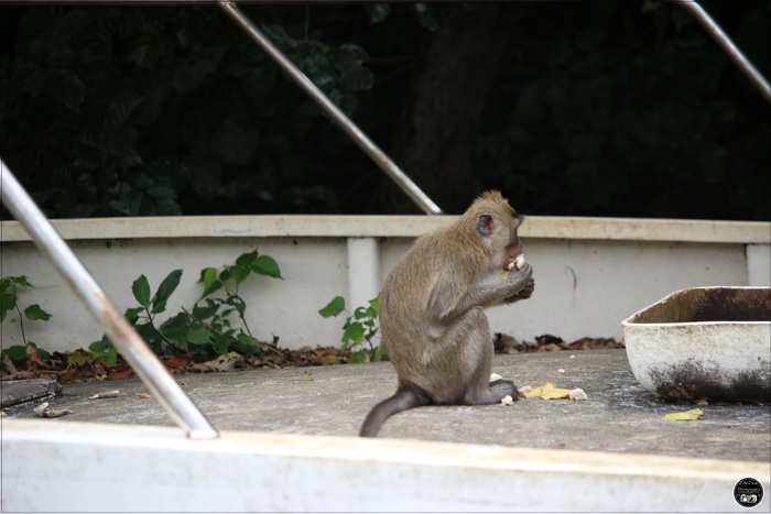 Le macaque Crabier de l’île Maurice