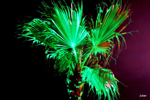 Palmiers dans la nuit