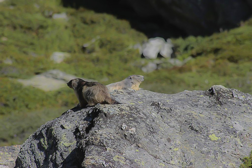 Amour de marmottes - Aussois - Savoie