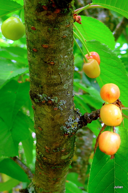 Les fruits : les cerises vertes (3)