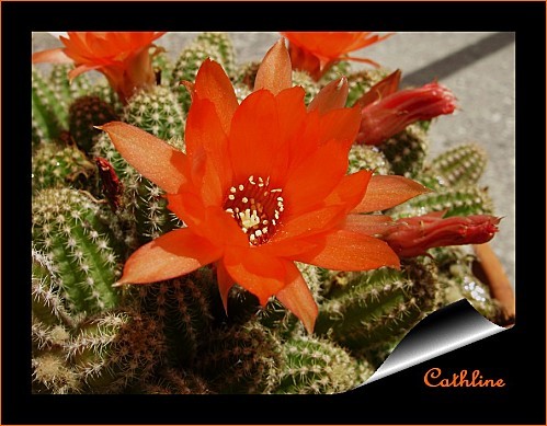 fleur-de-cactus.jpg