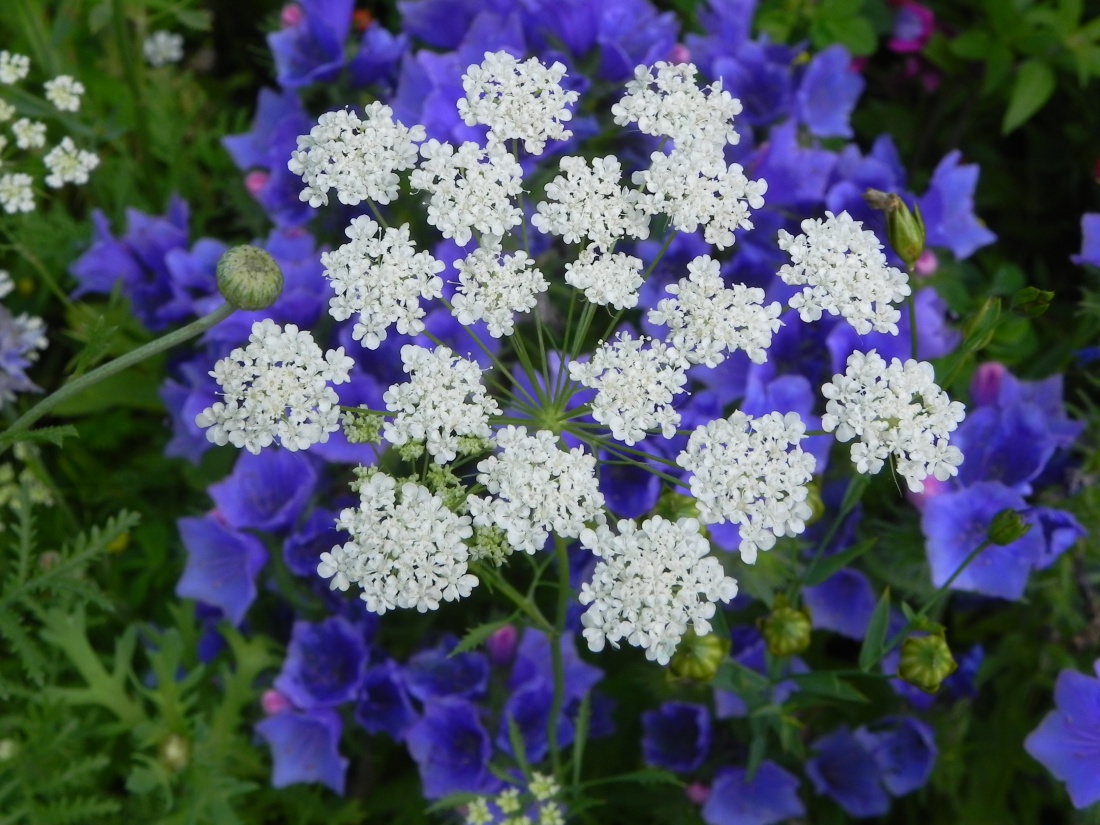 les bébêtes qui aiment les fleurs