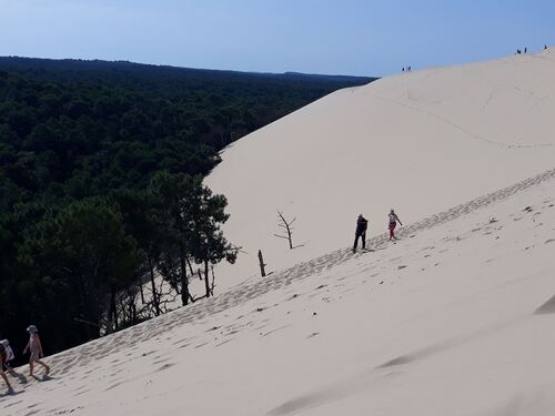 La dune envahit la forêt