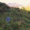 L'endémique Chardon bleu des Pyrénées Panicaut de Bourgat (Eryngium Bourgatii)
