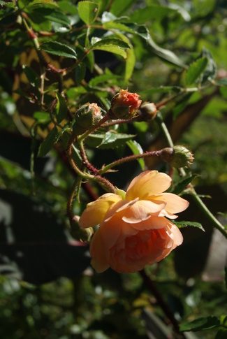 rose Ghislaine de Féligonde