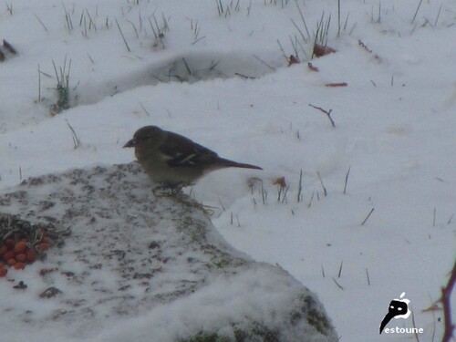 Oiseaux affamés par jour de neige 2