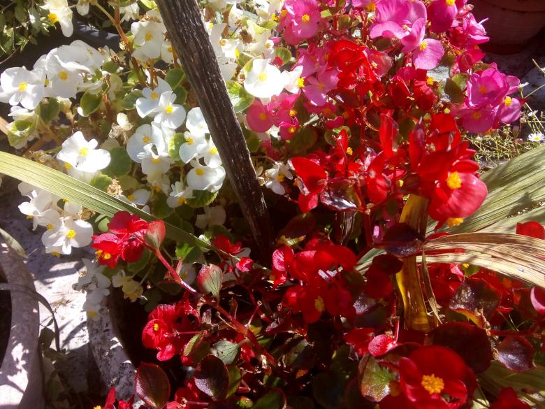 quelques photos de mon jardin ce dimanche