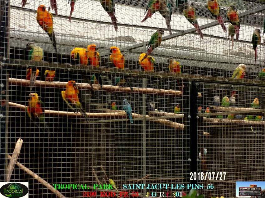 TROPICAL PARC:  Oiseaux  1/2     D   05/10/2018