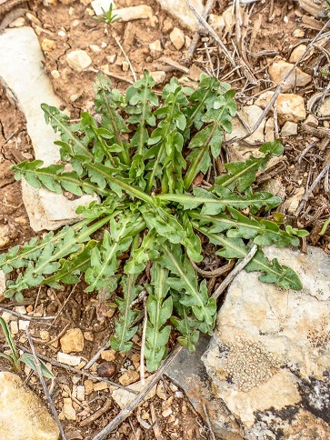 Nourritures étranges pour ceux qui n'aiment pas ... 