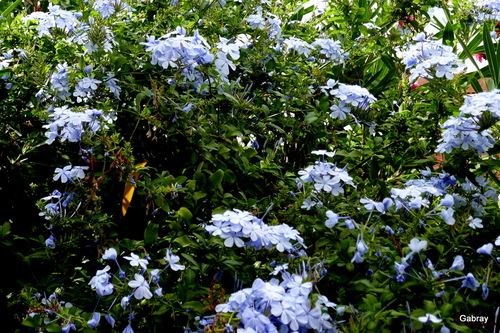 Le plumbago aux fleurs bleues