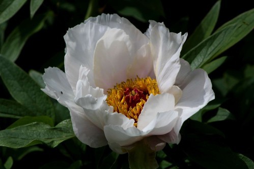 Paeonia-Feng-Dan-Bai4.jpg