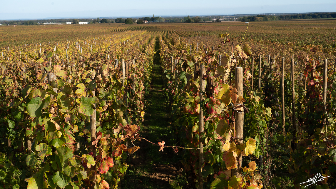 Route des Grands Crus  (1)