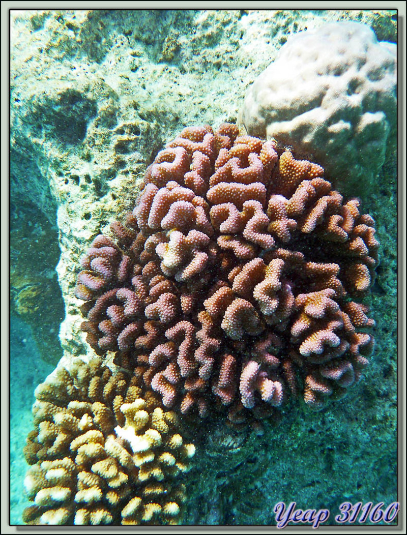 Coraux rose et jaune - Avatoru - Rangiroa - Polynésie française