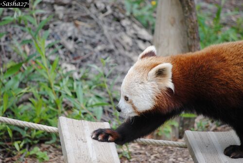 Panda Roux ♀.