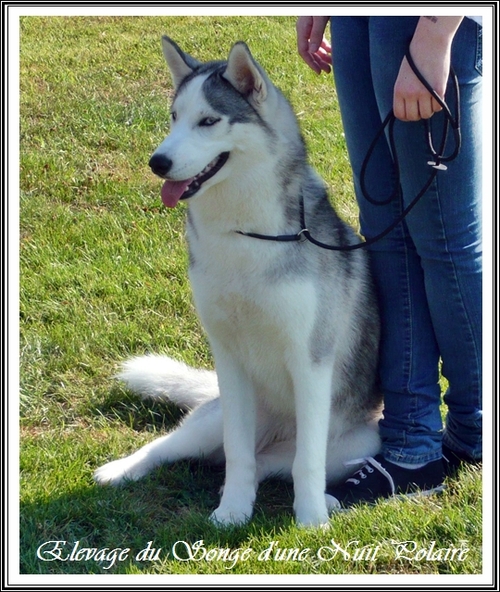 Exposition canine de Cahors (4 août 2013)