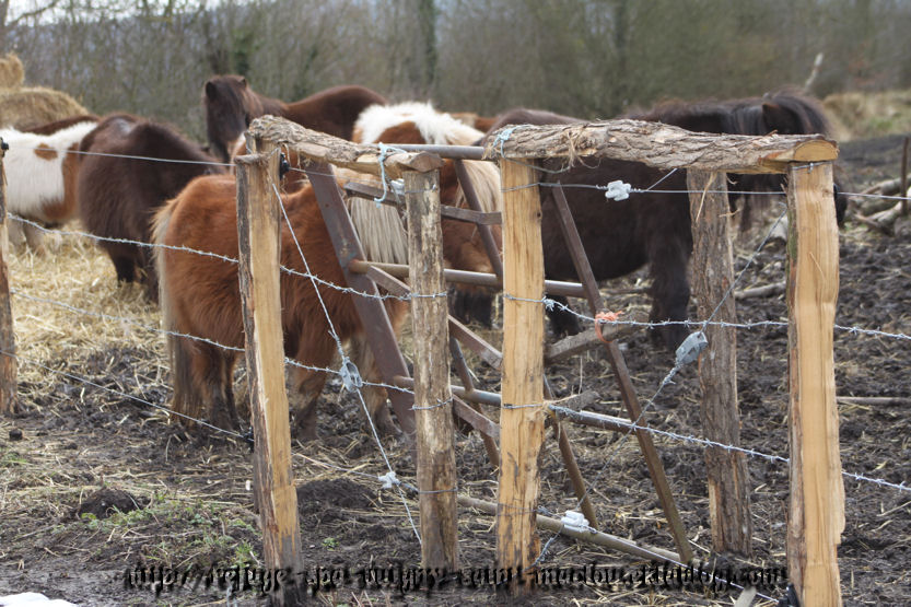 Photos poneys d'Epagne Epagnette ...page 1/2 - du 15/03/13