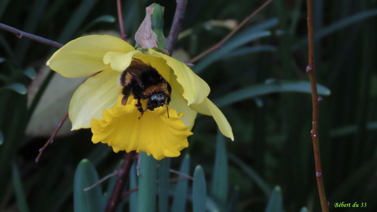 dans nôtre jardin 