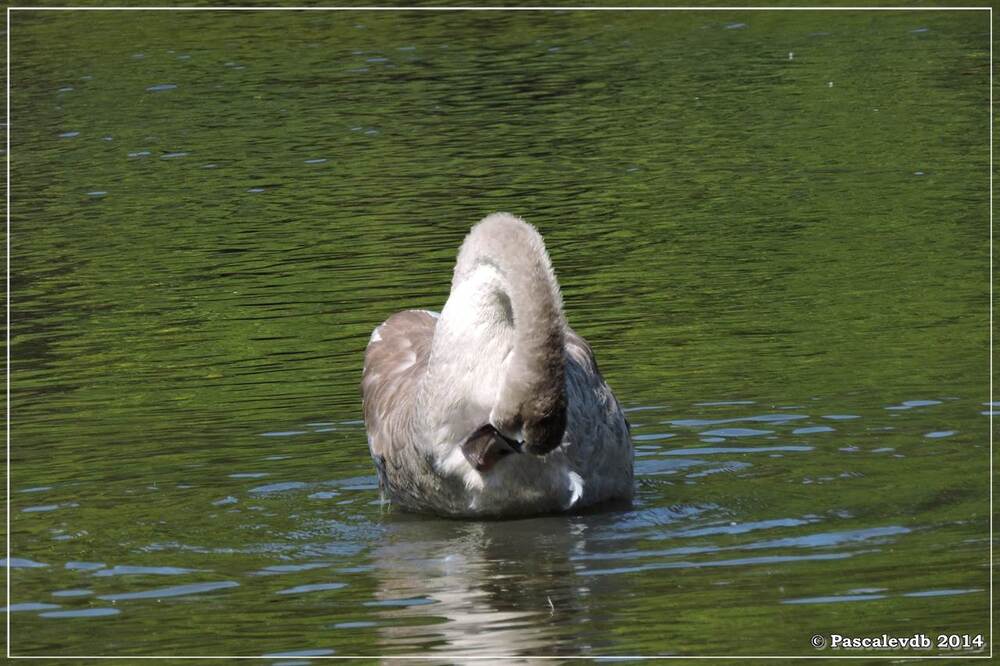 Balade estivale au Teich - 6/6