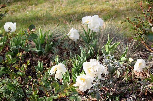 tulipe double tardive  'Mount tacoma'