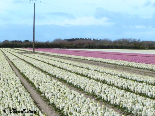 Festival des fleurs