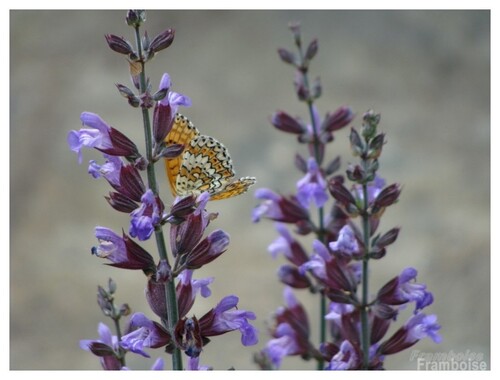 Papillon Mélitée