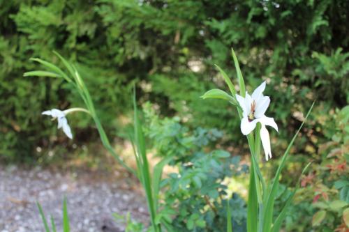 Floraison des derniers bulbes plantés ce printemps