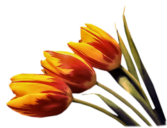 Virágok - Tulipán