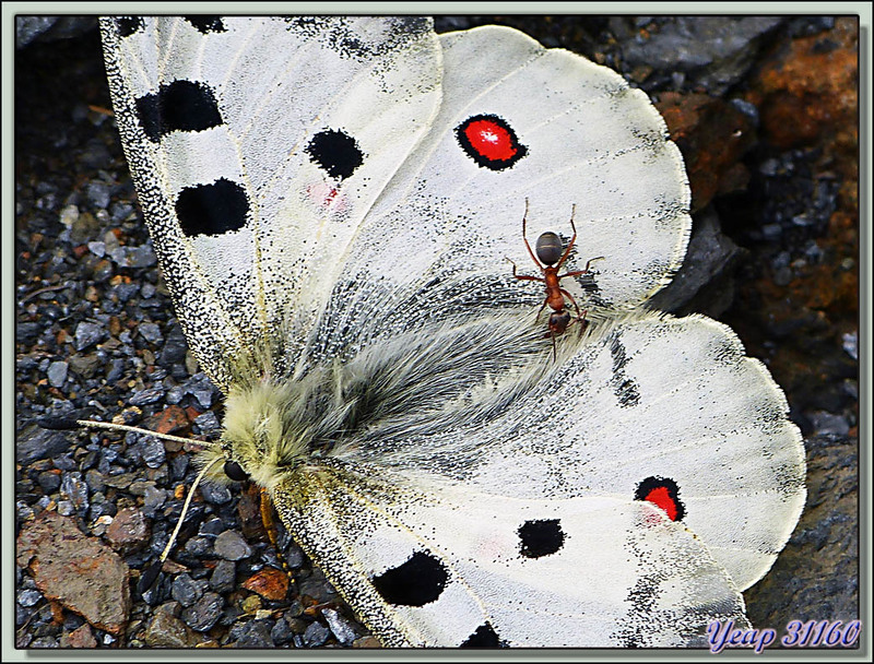  Papillon Apollon (Parnassius apollo) - Varrados - Val d'Aran - Espagne  (Faune)