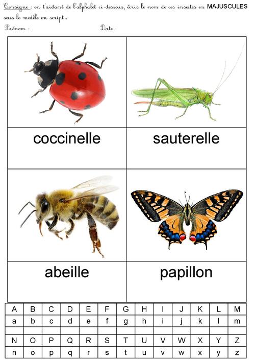 Associer majuscules et scriptes avec les insectes