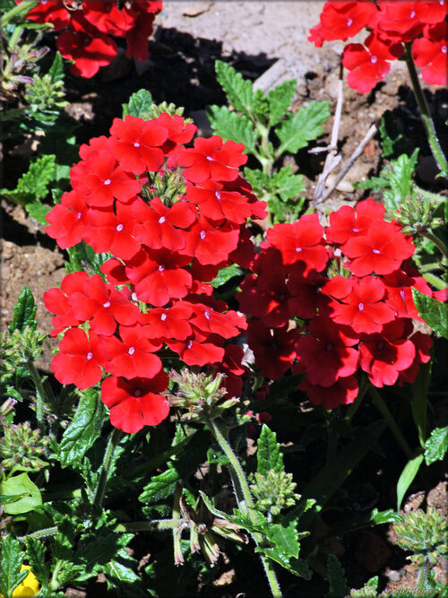 Photo de Zinnia (Roseraie des Sables d'Olonne)