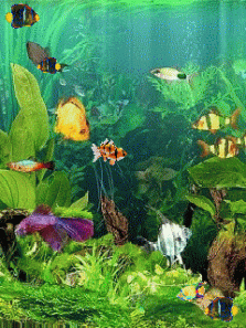 aquarium.gif
